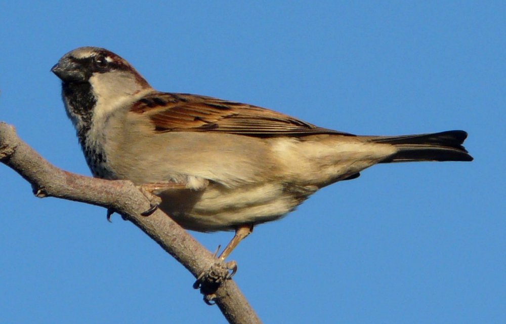 Gilbert Water Farms, Gilbert, AZ - Jan. 22, 2013 - male