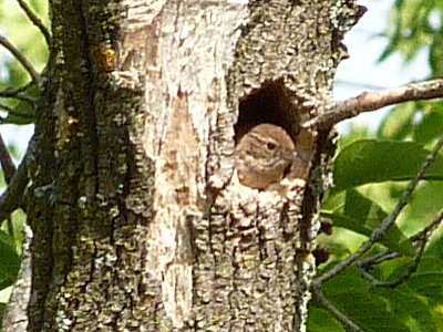 Shirleys Bay, Ottawa, ON - Jun. 13, 2010 - in nest hole