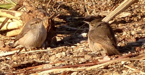 Boyce-Thompson Arboretum, Superior, AZ - Dec. 26, 2010