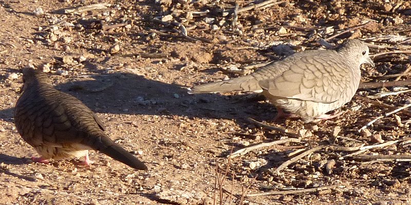 Gilbert Water Ranch, Gilbert, AZ - Dec. 25, 2010