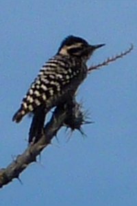 Boyce-Thompson Arboretum, Superior, AZ - Dec. 26, 2010