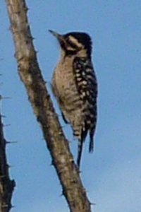 Boyce-Thompson Arboretum, Superior, AZ - Dec. 26, 2010