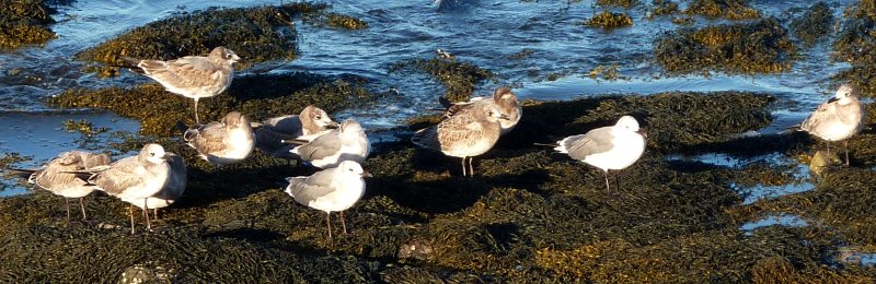Brier Island, NS - Sep. 5, 2010 - misplaced flock after Hurricane Earl