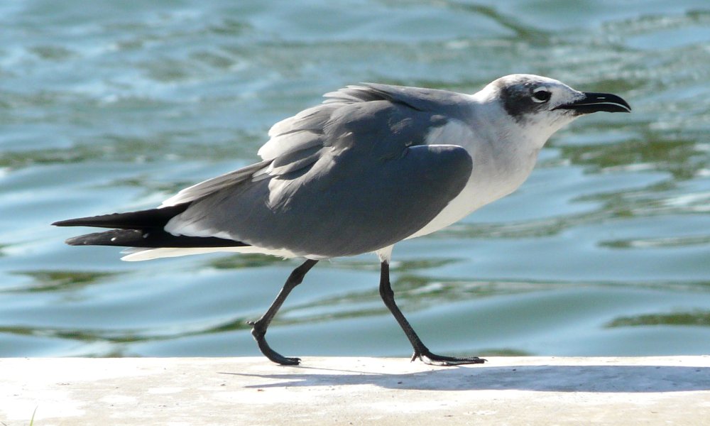 Gulfport Marina, Gulfport, FL - Jan. 15, 2013 - 2nd winter