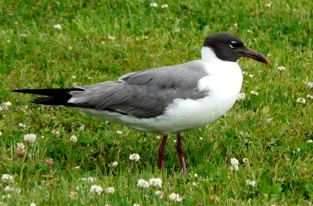 Lower West Pubnico - Jul. 7, 2014 - breeding adult
