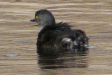 Pena Blanca Lake, AZ - Jan. 12, 2012