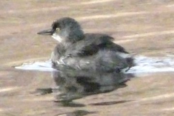 Pena Blanca Lake, AZ - Jan. 12, 2012