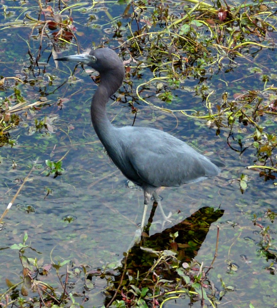 Anhinga Trail, Everglades National Park, FL - Jan. 12, 2013