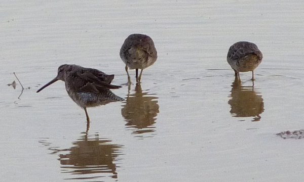 Riparian Preserve at Gilbert Water Ranch, Gilbert, AZ - Apr. 2, 2010