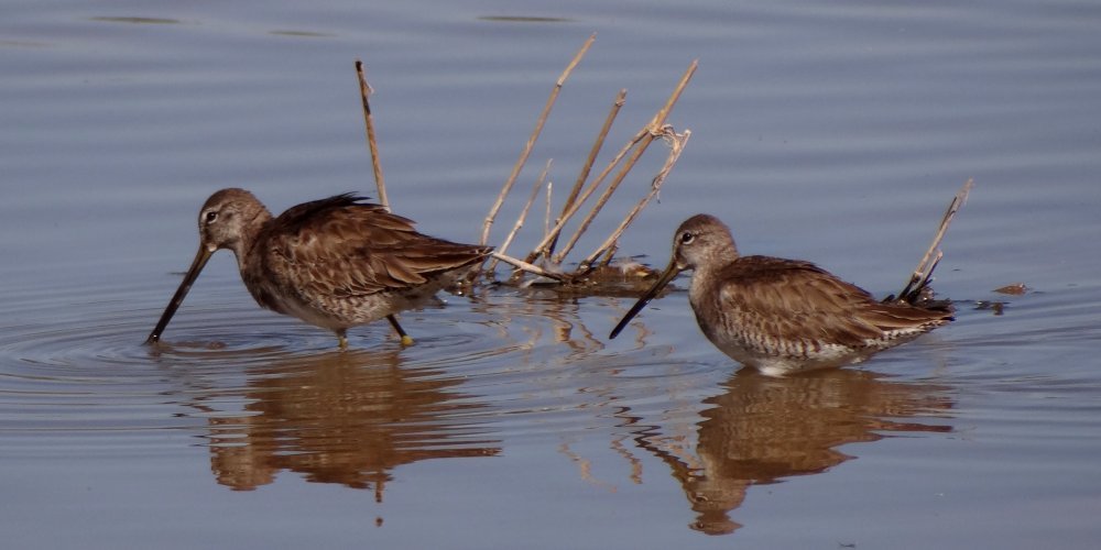 Riparian Preserve at Gilbert Water Ranch, Gilbert, AZ - Feb. 29, 2016