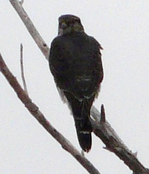 Bosque del Apache, NM - Dec. 20, 2011