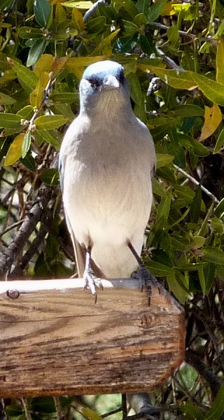 Madera Canyon, AZ - Apr. 8, 2010