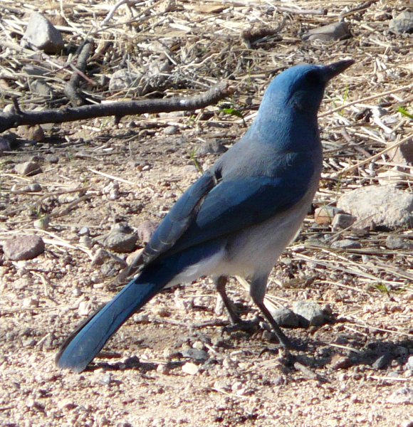 Madera Canyon, AZ - Jan. 3, 2012