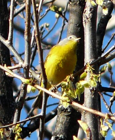 Britannia Conservation Area, Ottawa, ON - May 5, 2012