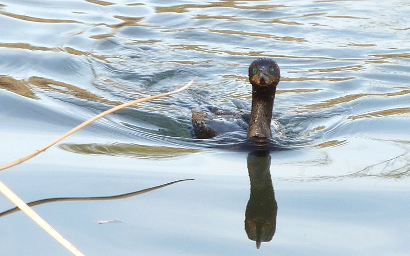 Gilbert Water Farms, Gilbert, AZ - Apr. 2, 2010