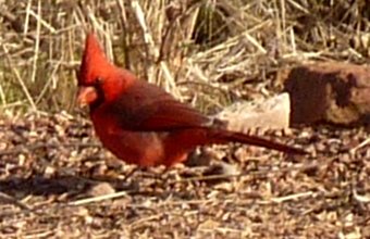 Boyce-Thompson Arboretum, Superior, AZ - Dec. 26, 2010 - male