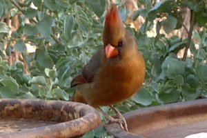 Boyce-Thompson Arboretum, Superior, AZ - Dec. 26, 2010 - female