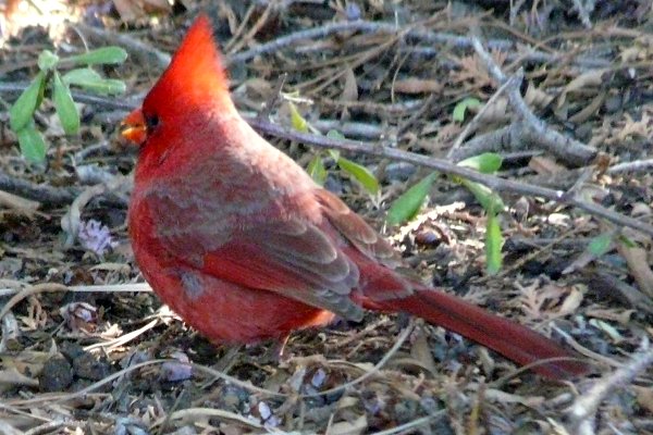 Boyce-Thompson Arboretum, Superior, AZ - Dec. 26, 2011 - male