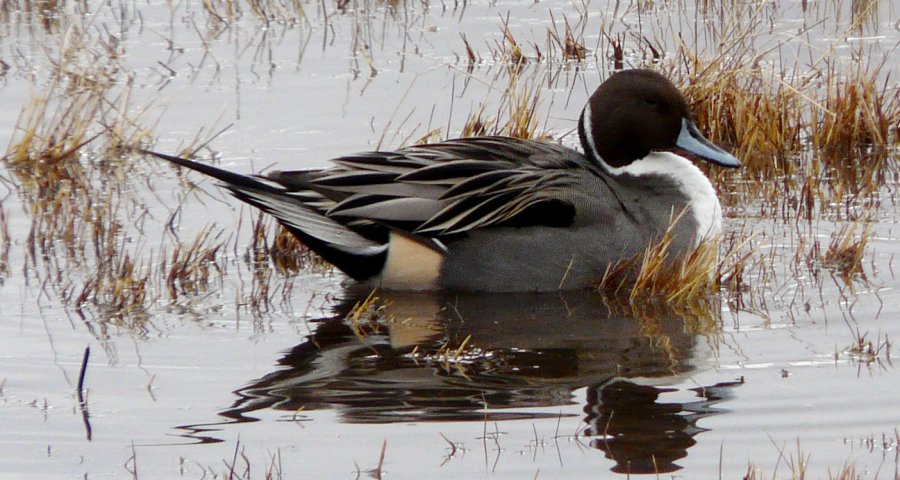 Bosque del Apache, NM - Dec. 20, 2011 - male