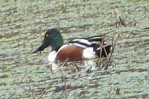 Patagonia Lake State Park, AZ - Jan. 5, 2011 - male