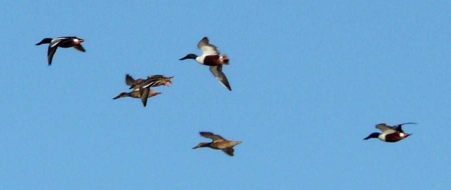 Ponds E of Central Arizona College, W of Coolidge, AZ - Mar. 11, 2013 - 3 males & 3 females