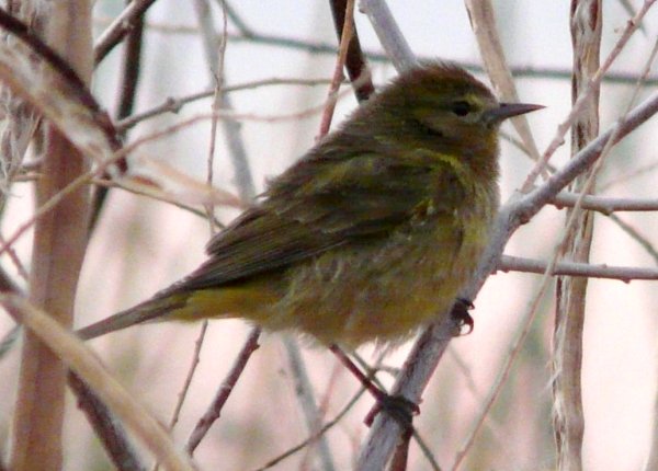 Veteran's Oasis Park, Gilbert, AZ - Jan. 14, 2012