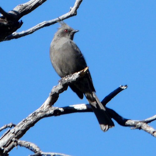 Madera Canyon, AZ - Jan. 3, 2012 - female