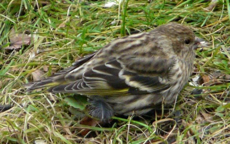 Lawrencetown, Annapolis County, NS - Nov. 17, 2012