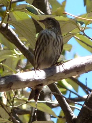 Madera Canyon, AZ - Apr. 8, 2010