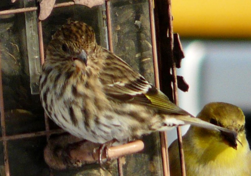 Lawrencetown, Annapolis County, NS - Nov. 29, 2012
