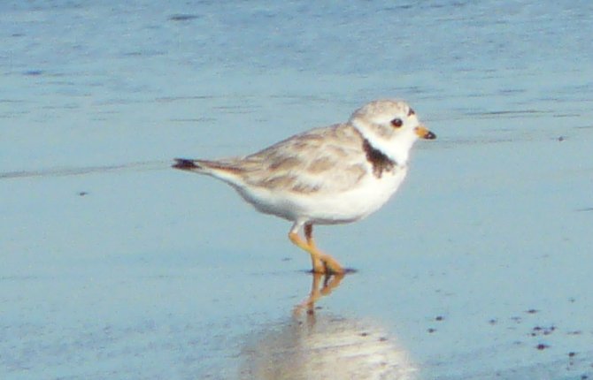 Daniel's Head, Cape Sable Island, NS - Jul. 23, 2015 - breeding plumage