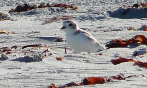 Daniel's Head, Cape Sable Island, NS - Jul. 23, 2015 - juvenile (winter plumage)