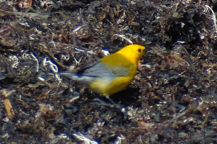 Sandy Cove, NS - Apr. 13, 2017