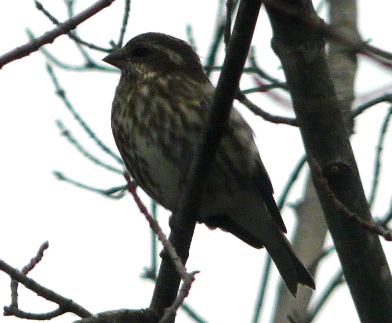 Lawrencetown, Annapolis County, NS - Nov. 24, 2012 - female