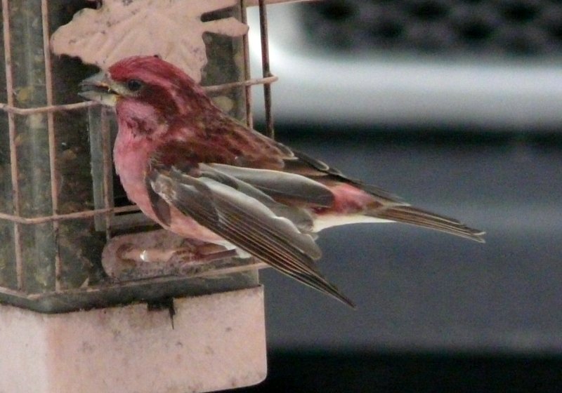 Lawrencetown, Annapolis County, NS - Nov. 29, 2012 - male