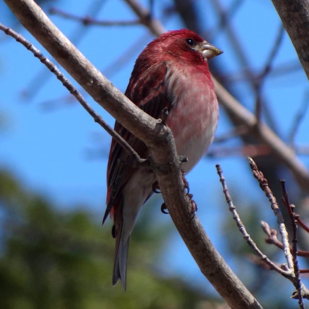 Lawrencetown, Annapolis County, NS - Apr. 26, 2016 - male