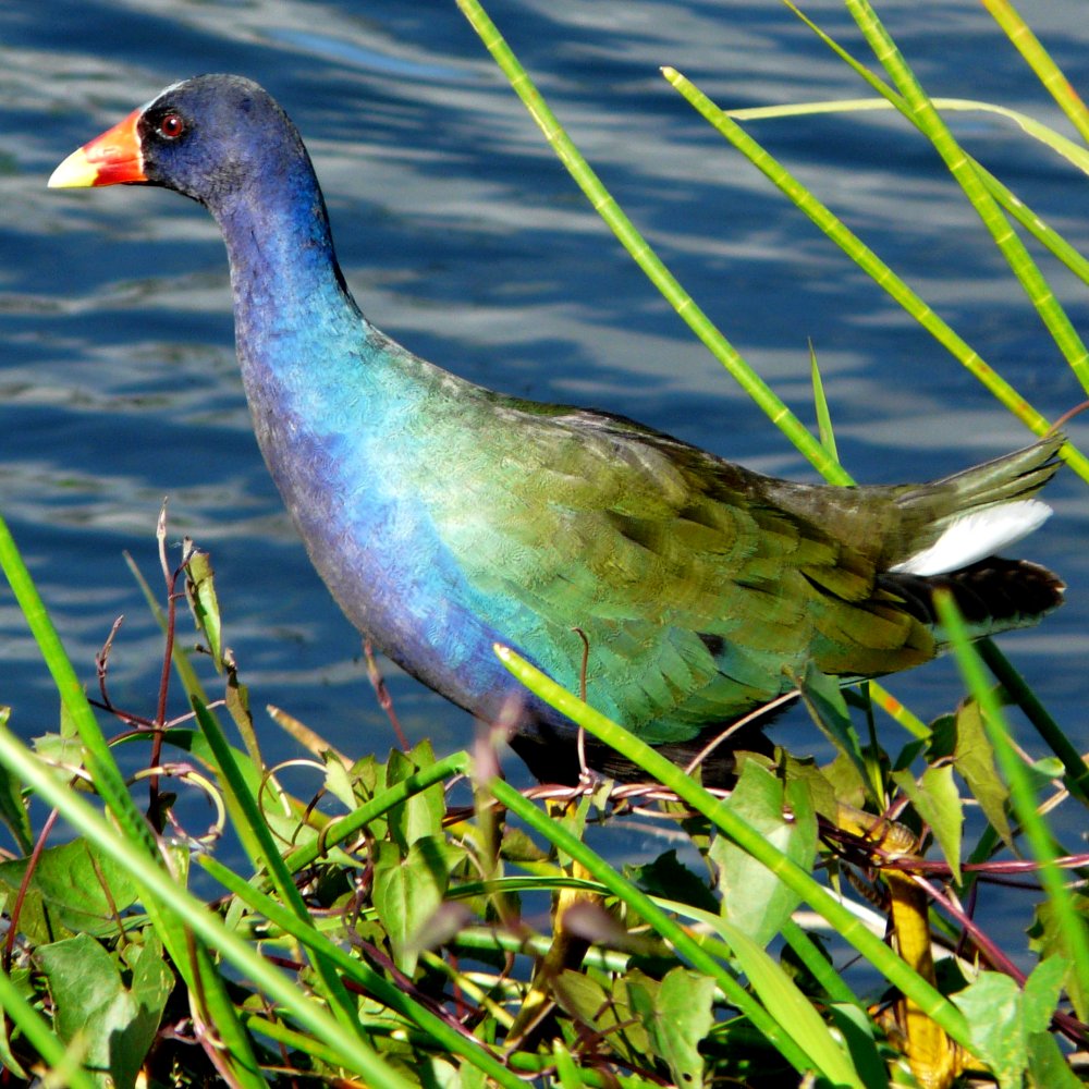 Anhinga Trail, Everglades National Park, FL - Jan. 12, 2013