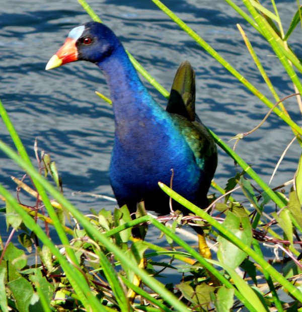 Anhinga Trail, Everglades National Park, FL - Jan. 12, 2013