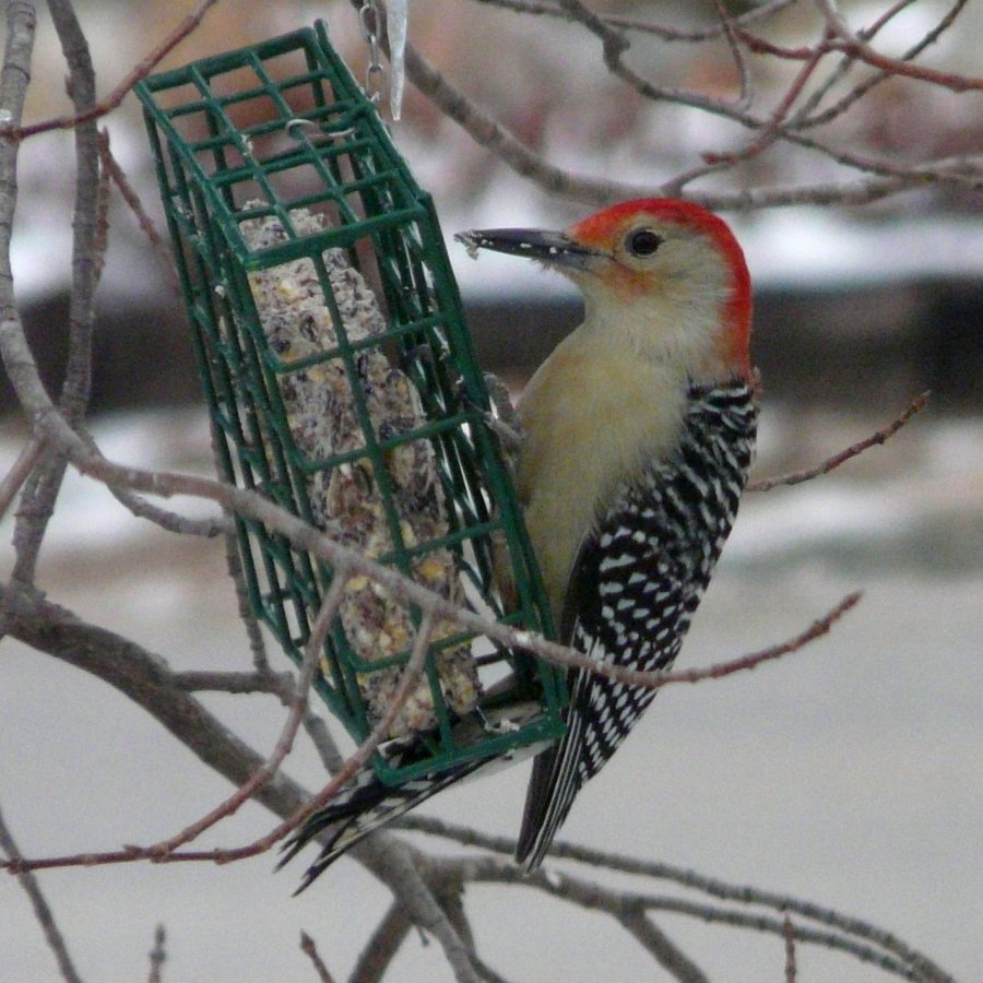 Lawrencetown, Annapolis County, NS - Nov. 27, 2012 - male