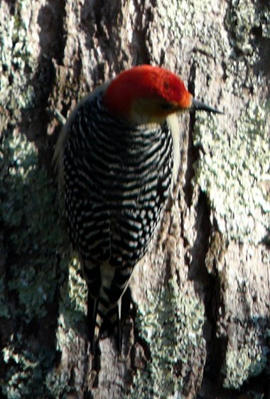 Lawrencetown, Annapolis County, NS - Nov. 19, 2012 - male