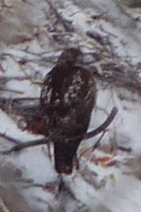 Trail Road, Ottawa, ON - Jan. 2, 2010