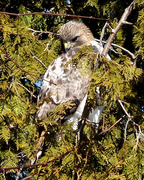 Presqu'ile Provincial Park, Brighton, ON - January 10, 2010