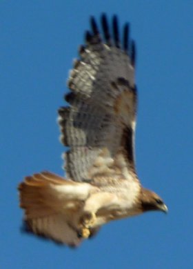 S of Eloy, AZ - Jan. 4, 2011