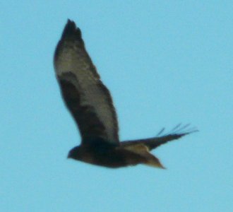SW of Coolidge, AZ - Dec. 29, 2011 - dark morph