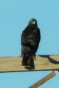 SW of Coolidge, AZ - Dec. 29, 2011 - dark morph