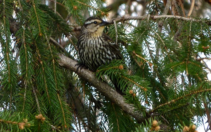 Britannia Conservation Area, Ottawa, ON - May 7, 2011 - female