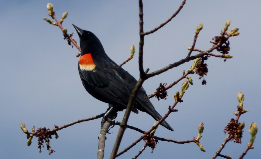 Britannia Conservation Area, Ottawa, ON - May 7, 2011 - male