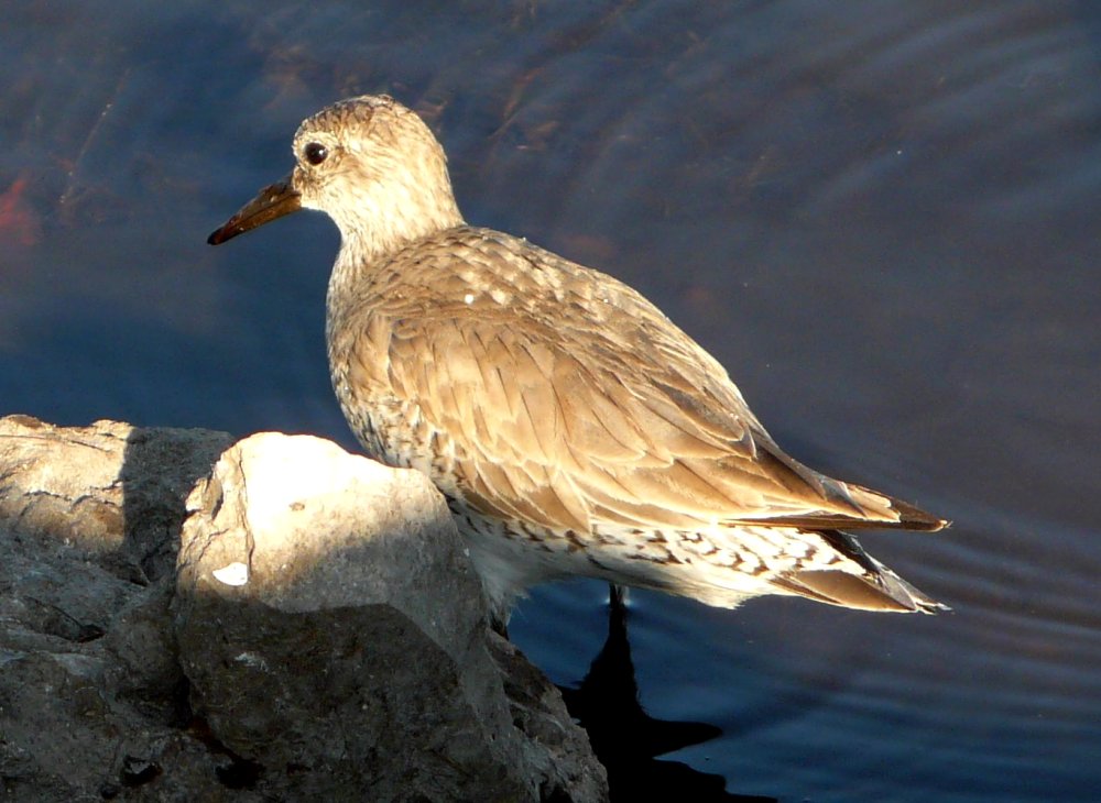 Ding Darling NWR, Sanibel Island, FL - Jan. 14, 2013 - adult non-breeding