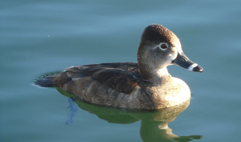 Gilbert Water Ranch, Gilbert, AZ - Dec. 25, 2010 - female