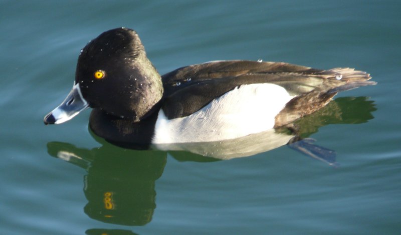 Gilbert Water Ranch, Gilbert, AZ - Dec. 25, 2010 - male